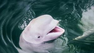 a white dolphin swimming in the water at Pier Apartments in Vestmannaeyjar