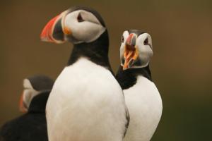 two penguins are standing next to each other at Pier Apartments in Vestmannaeyjar