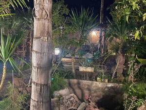 a palm tree in a garden at night at Beau Riad de 3 chambres avec piscine à la rte d'Ourika in El Jemʼa Ghemat +3 photos