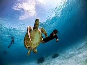 a man swimming next to a turtle in the water at Bohol Panglao Paradise Villa in Panglao Island