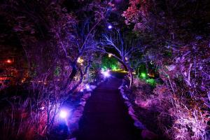 a path through a forest of trees decorated with lights at Forum Homini Boutique Hotel in Krugersdorp