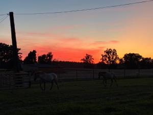 two horses walking in a field at sunset at Chata Smarzewo in Smętowo +12 photos