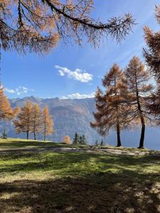 a field with trees and mountains in the background at Mantlerhof in Virgen