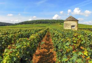 an old stone building in a field of crops at Hôtel L'Ouvrée in Savigny-lès-Beaune