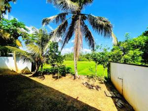 a palm tree in a yard next to a fence at Lotus villa in Matara
