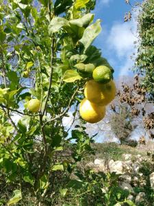 a bunch of lemons hanging from a tree at Aguglia Persa - Double Room in Noto +71 photos