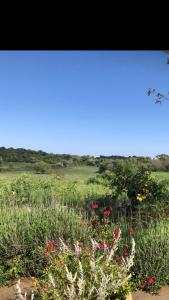 a field of flowers and plants in a field at Aguglia Persa - Double Room in Noto