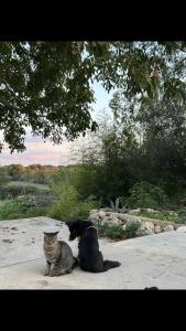 a cat and a dog sitting next to each other at Aguglia Persa - Double Room with Private Lounge in Noto