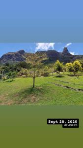 a tree in a field with a mountain in the background at Pieter Both Mountain Lodge in La Laura