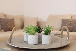 three plants sitting on a tray on a table at SunΚissed Home - Pollonia Milos in Pollonia