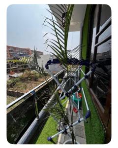 a palm tree sitting on a balcony next to a window at E block in Rājpur