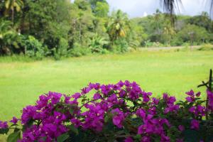 Vườn quanh Paddy Field View Resort