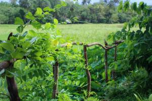 Vườn quanh Paddy Field View Resort