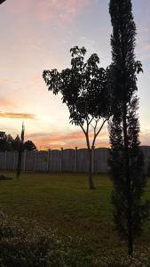a tree in a field with the sunset in the background at Apartamento Decrusi in Alajuela