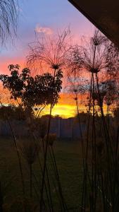 a sunset in a field with plants in the foreground at Apartamento Decrusi in Alajuela +1 photo