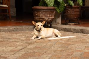 a dog laying on the ground on a brick sidewalk at Hotel Posada San Agustin in Durango