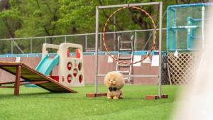 a brown teddy bear standing in front of a playground at Chuncheon Dogandstay in Chuncheon +2 photos