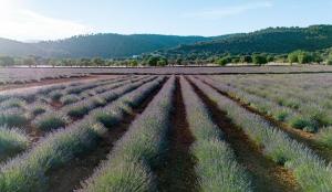 an overhead view of a lavender field at The Lodge Mallorca, Small Luxury Hotels in Sa Pobla