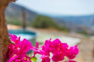 a group of pink flowers sitting next to a tree at Casa NATHIUM - Lujo Rural - Pooltina - Bbq - 4P - Vistas - Relax - Estrellas in Borge