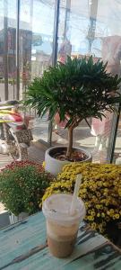 a bonsai tree sitting on a table with a drink at LUNA House in Phú Vang