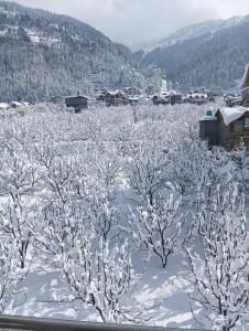 a snowy field with trees covered in snow at Pinnacle view in Manāli +17 photos