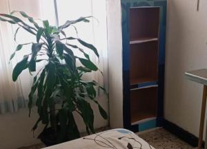 a plant sitting on a bed in a room at Habitacion privada y central in Barranquilla