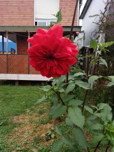 a red flower in front of a house at Cabañas Abrumax in Hornopiren