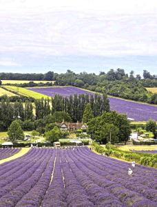 a large purple flower field with a person in the middle at Castle Hotel in Eynsford