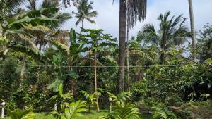 a fence in the middle of a forest with palm trees at Highwalton Estate Heritage Bungalow in Udasgiriya