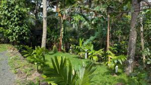 a garden with green plants and trees at Highwalton Estate Heritage Bungalow in Udasgiriya +207 photos