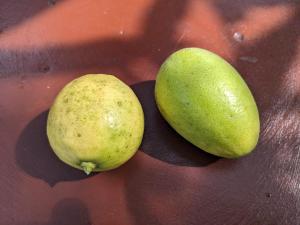 two green pears sitting on top of a table at Highwalton Estate Heritage Bungalow in Udasgiriya