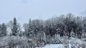 a snow covered forest with trees and snow covered branches at Gästezimmer Traisen in Traisen