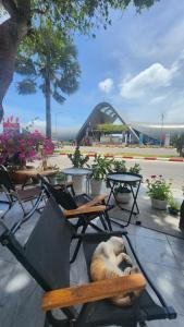 a dog laying on a chair in a park at Le Condor House and Café in Con Dao +18 photos