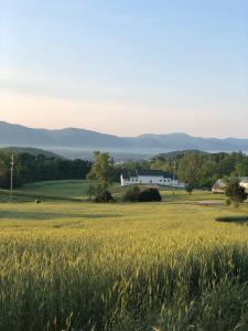 a field of wheat with a house in the background at New Field Farm at Timber Ridge in Lexington