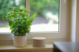 a plant in a pot sitting on a window sill at Ferienhaus 3 in Fehmarn