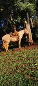 a statue of a horse standing in a field at Chalés Recanto da Serra in Bocaina do Sul +3 photos