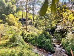 a stream in the middle of a forest at River Side Guest House in Hatton