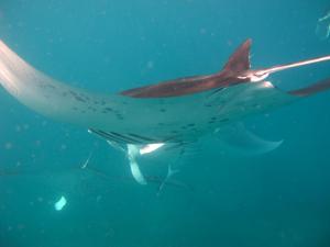 a large shark swimming in the water at Vacala Bay Resort in Matei