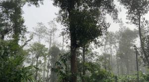 a group of trees in a misty forest at Neelees Retreat in Kaniyāmbetta +10 photos