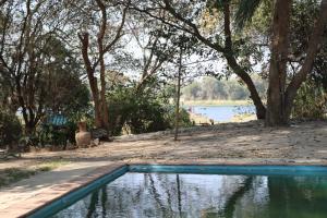 a swimming pool with a dog sitting next to a lake at Mukuku Oasis Lodge in Shimweghe