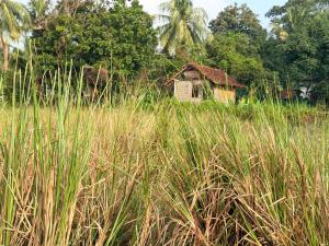 an old house in a field of tall grass at Lake Cabin in Polonnaruwa