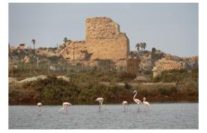 four flamingos standing in the water in front of a ruin at Flamingo Suite in Atlit