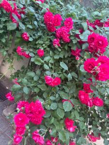 ein Strauß roter Rosen in einem Topf in der Unterkunft Crown hostel in Yerevan