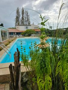 a swimming pool in a yard with plants at L'auberge Camarguaise in Saintes-Maries-de-la-Mer
