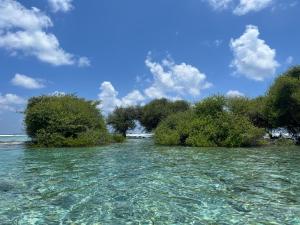 a group of trees sitting in the water at Vaadhee Homestay in Guraidhoo