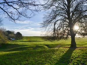 a tree in a field with the sun behind it at Willow Cottage in Beverley +5 photos