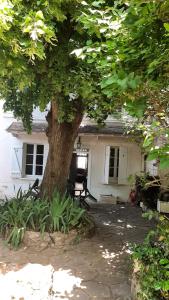 a large tree in front of a white house at Maison avec cour et jardin in Marolles-sur-Seine
