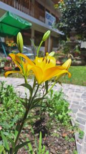 a yellow flower is growing in a garden at Kenti's Home Ollantaytambo in Ollantaytambo
