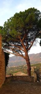 a tree on top of a hill with a view at casa di Papa' in Montefredane +11 photos