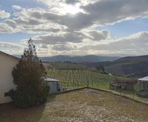 a view of a vineyard with a tree in a field at Casa da Eira - Alojamento Local in São João da Pesqueira